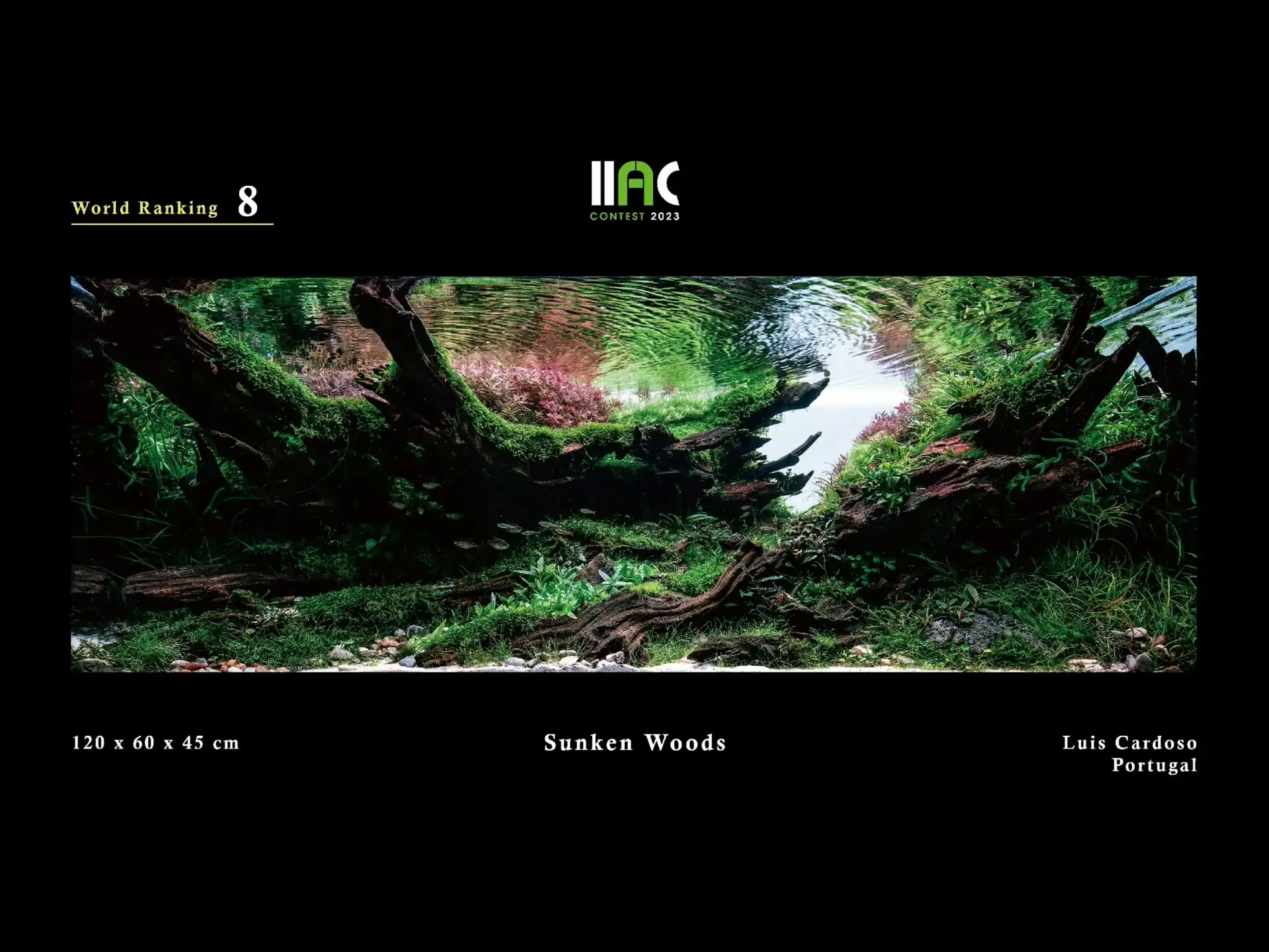 Sunken Woods - IIAC 2023 #08 Luis Cardoso / Portugal